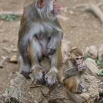 Image of Macaca mulatta