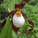 Image of Cypripedium montanum