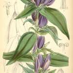 Image of Gentiana andrewsii