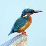 Image of Alcedo atthis