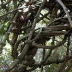 Go to this species on the OneZoom tree of life