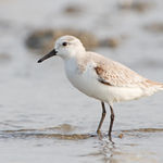 Image of Calidris alba