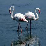 Image of Phoenicopterus roseus