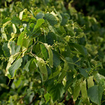 Image of Tilia cordata