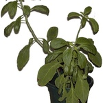Image of Salvia divinorum