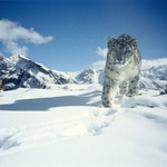 Snow leopard