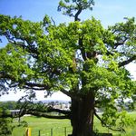 Image of Quercus robur