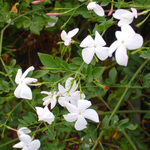 Image of Jasminum officinale
