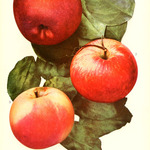 Image of Malus pumila