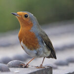 Image of Erithacus rubecula