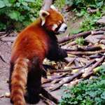 Image of Ailurus fulgens