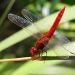 Dragonflies