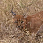 Image of Caracal caracal