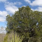 Image of Quercus fusiformis