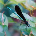 Image of Calopteryx maculata