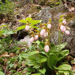 Image of Cypripedium acaule