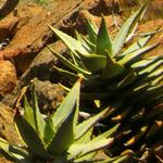 Image of Aloe perfoliata