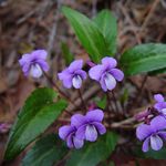 Image of Viola violacea