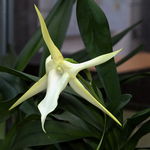 Image of Angraecum sesquipedale