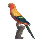 Image of Aratinga solstitialis