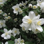 Image of Philadelphus lewisii