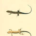 Go to this species on the OneZoom tree of life