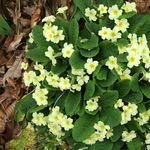 Image of Primula vulgaris