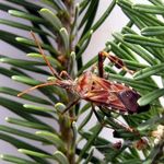 Go to this species on the OneZoom tree of life