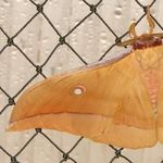 Go to this species on the OneZoom tree of life