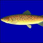 Image of Salmo trutta