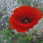 Image of Papaver orientale