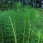 Image of Equisetum telmateia