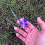 Image of Dichelostemma capitatum