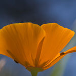 Image of Eschscholzia californica