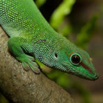 Image of Phelsuma madagascariensis