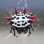 Image of Gasteracantha cancriformis