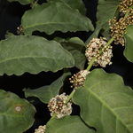 Image of Amborella trichopoda