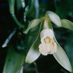 Image of Vanilla planifolia