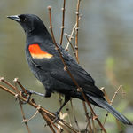 Go to this species on the OneZoom tree of life