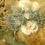 Image of Godiva quadricolor