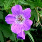 Geraniums