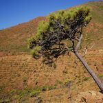 Go to this species on the OneZoom tree of life