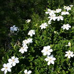 Image of Gardenia jasminoides