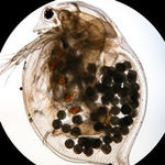 Image of Daphnia magna