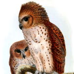 Owls, barn owls