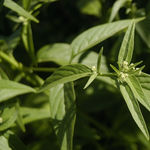 Image of Pfaffia glomerata