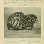 Image of Felis nigripes