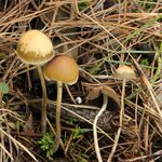 Image of Psilocybe aztecorum