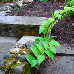 Image of Polygonatum multiflorum