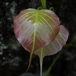 Image of Ficus religiosa